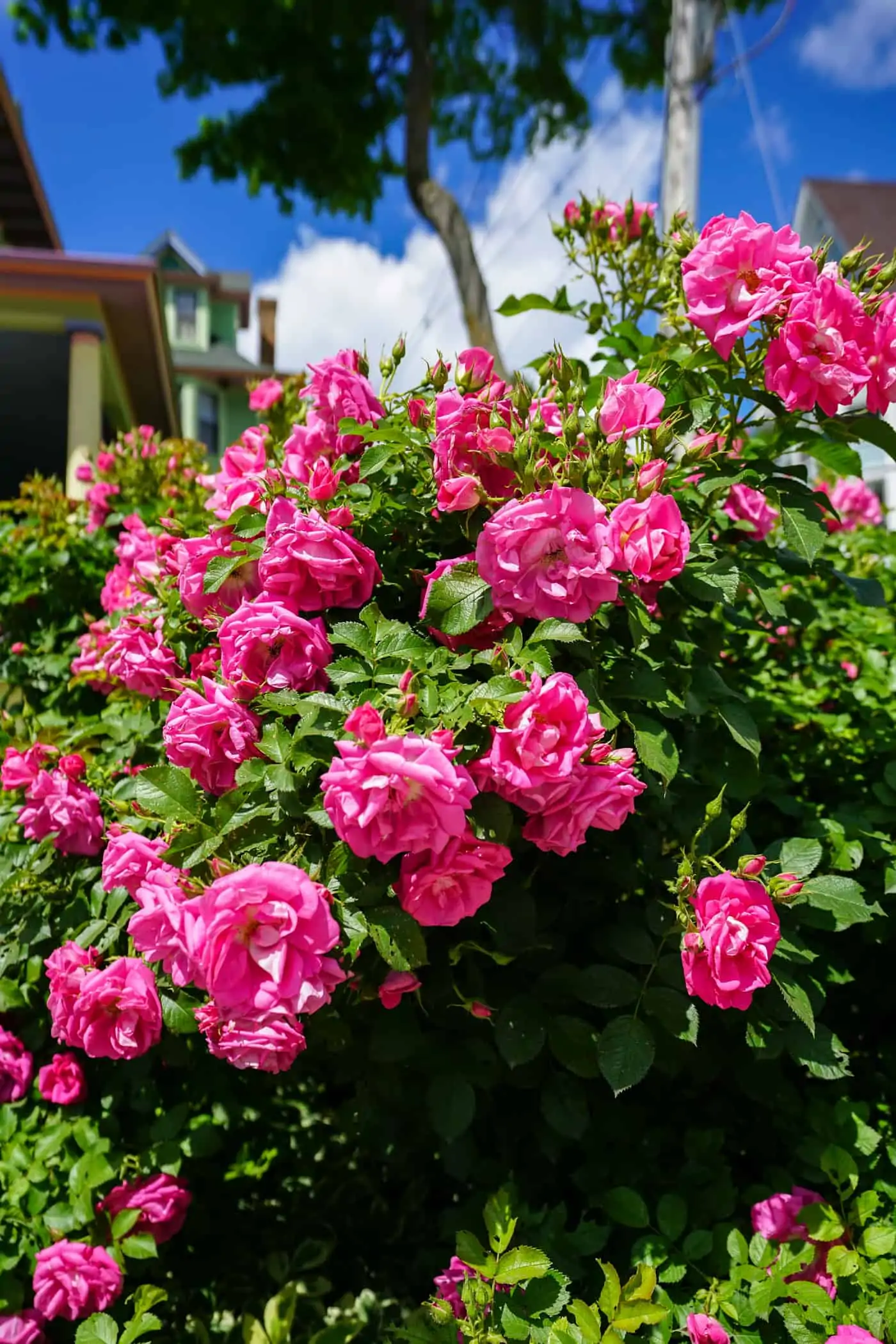 Large pink rose bush on Mackinac Island