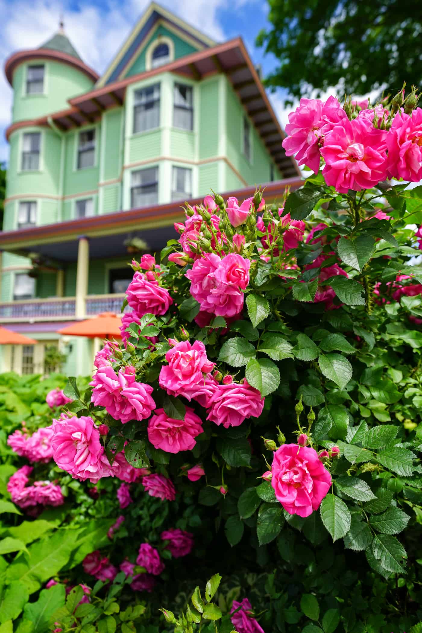 Pink roses in front of the Inn on Mackinac on Mackinac Island Pink roses in front of the Inn on Mackinac on Mackinac Island