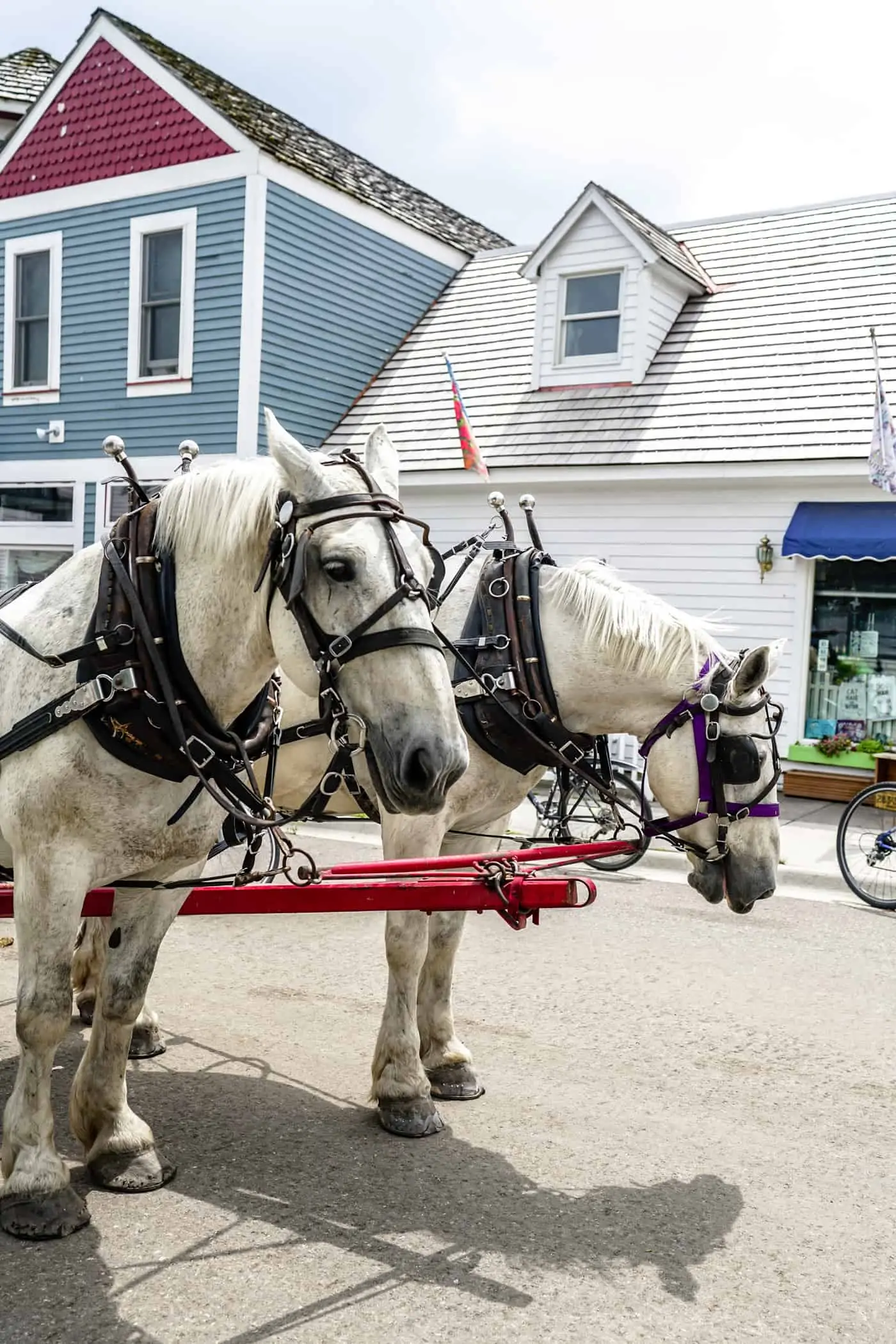 Two white horses during a carriage ride on Mackinac Island